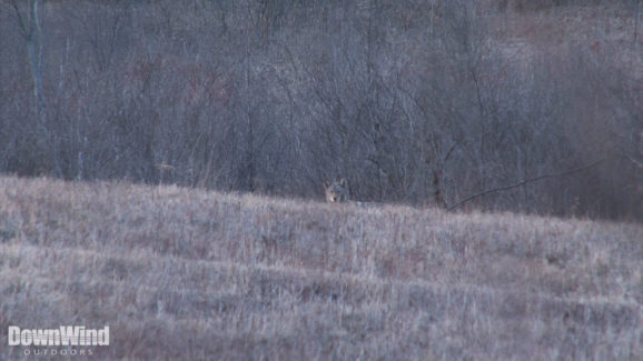 Coyote Hunting Video