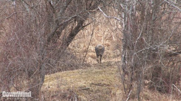 Coyote Hunting Video