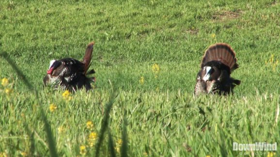 Turkey Hunting Video