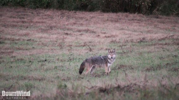 Coyote Hunting Video