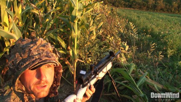 Coyote Hunting Video