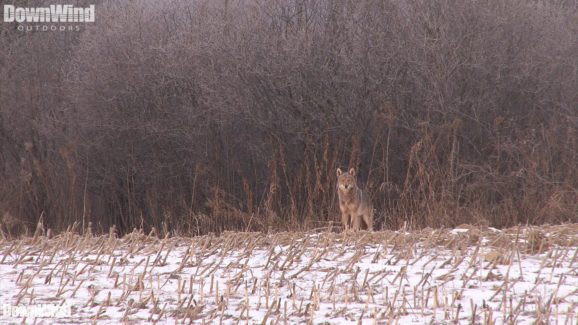 Coyote Hunting Video