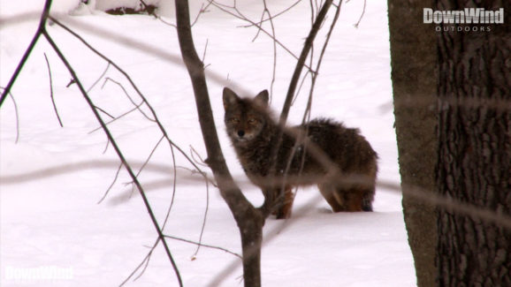 Coyote Hunting Video