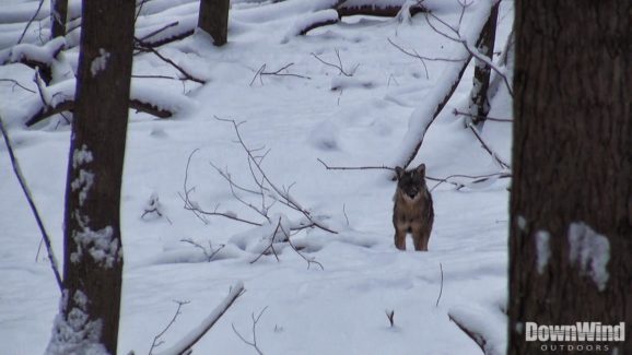 Coyote Hunting Video