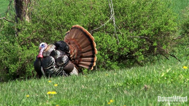 Turkey Hunting Video