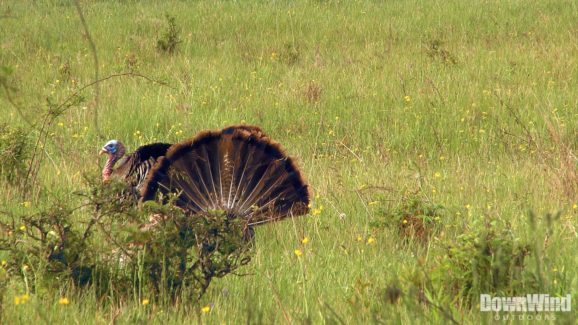 Turkey Hunting Video