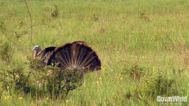 Turkey Hunting Video