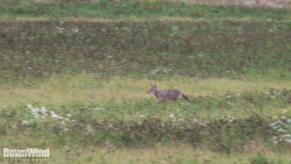 Coyote Hunting Video
