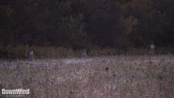 Coyote Hunting Video