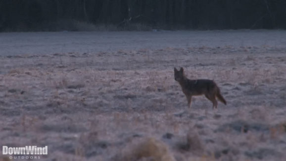 Coyote Hunting Video