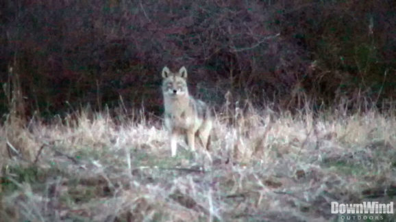 Coyote Hunting Video