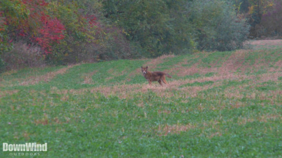 Predator Hunting Video