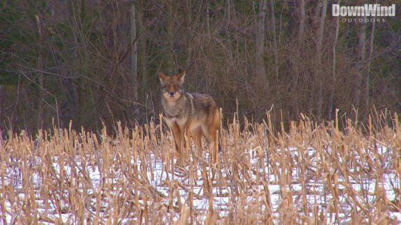 Coyote Hunting Video