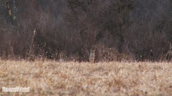 Coyote Hunting Video