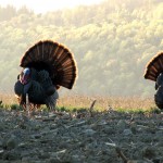 Turkey Hunting Video