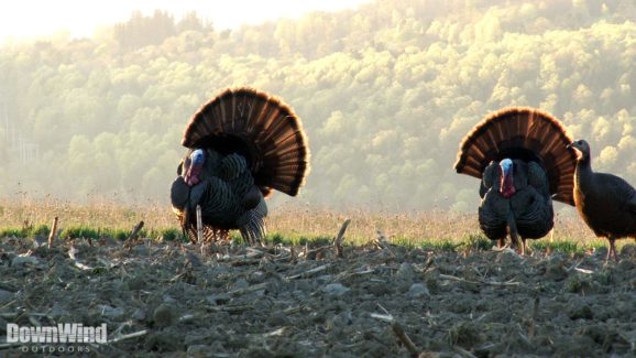 Turkey Hunting Video