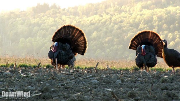 Turkey Hunting Video