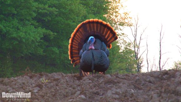 Turkey Hunting Video