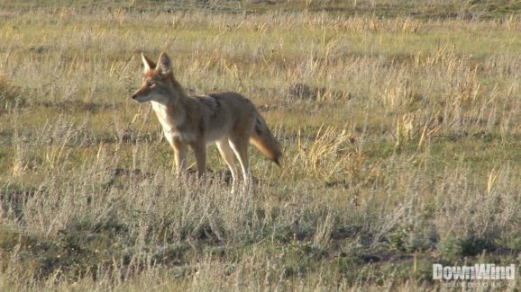 Coyote Hunting Video
