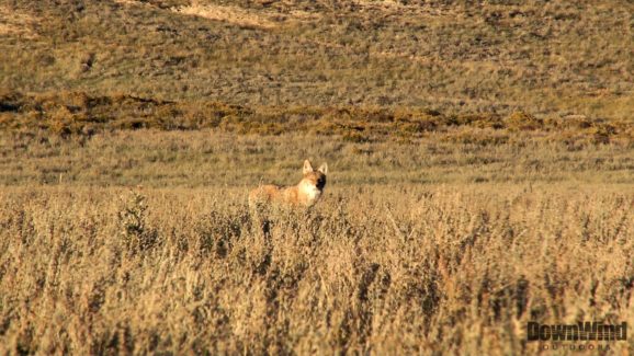 Western Coyote Hunting
