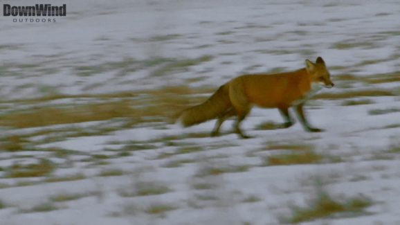 Fox Hunting Video