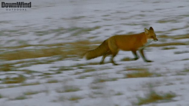 Fox Hunting Video