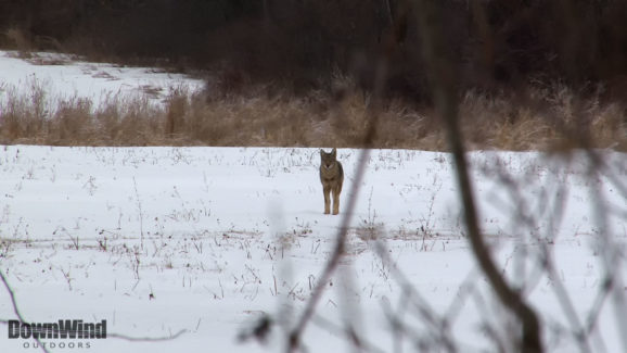 Coyote Hunting Video