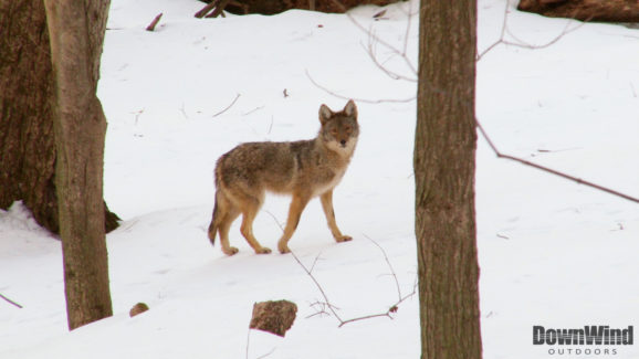 Coyote Hunting Video