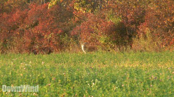 Coyote Hunting Video