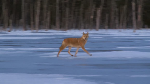 Coyote Hunting Video