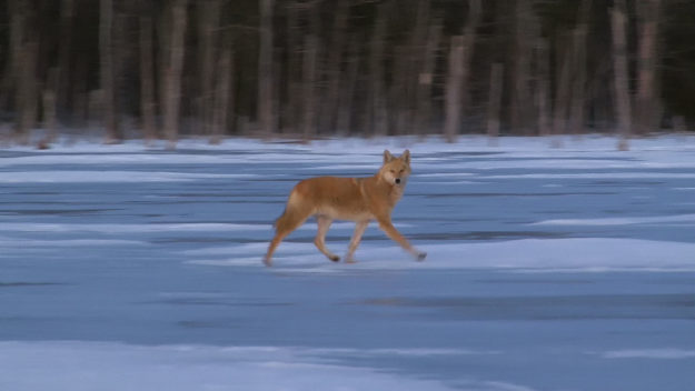 Coyote Hunting Video
