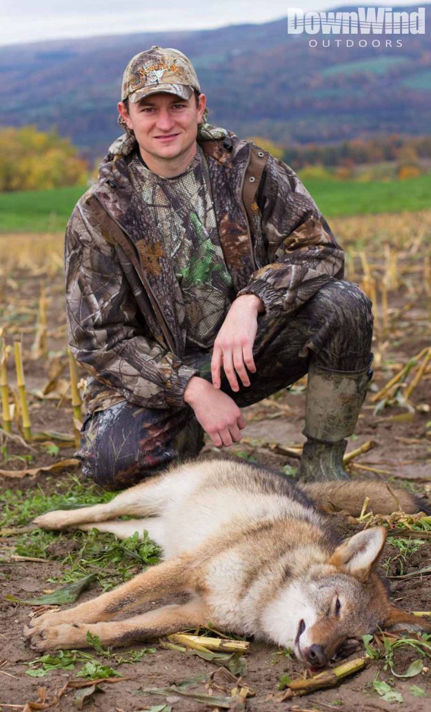 Eastern Coyote