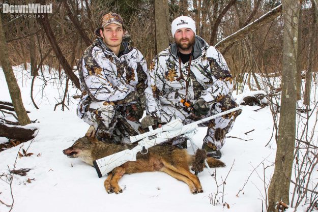 Coyote Calling