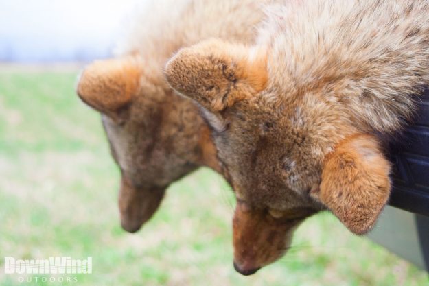 Our Most Asked Coyote Hunting FAQ’s Coyote Hunting FAQ