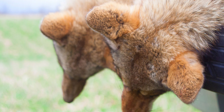 Our Most Asked Coyote Hunting FAQ’s Coyote Hunting FAQ