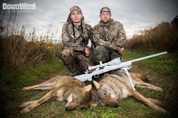 Two Coyotes