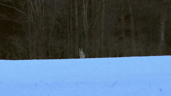 Coyote Hunting Video