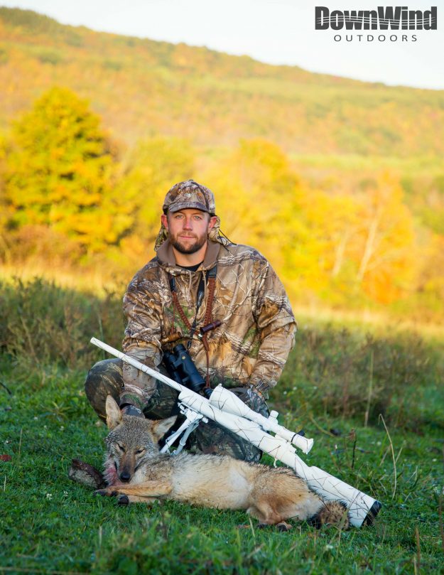 Eastern Coyote