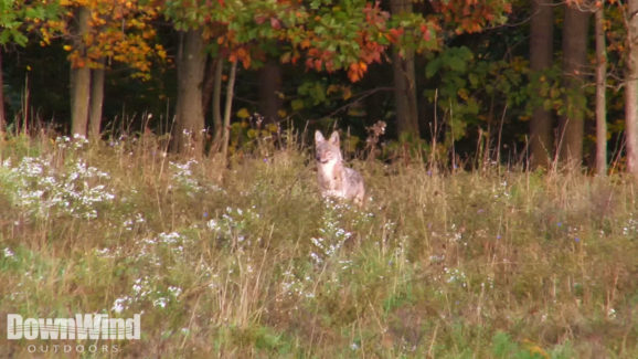 Coyote Hunting Video
