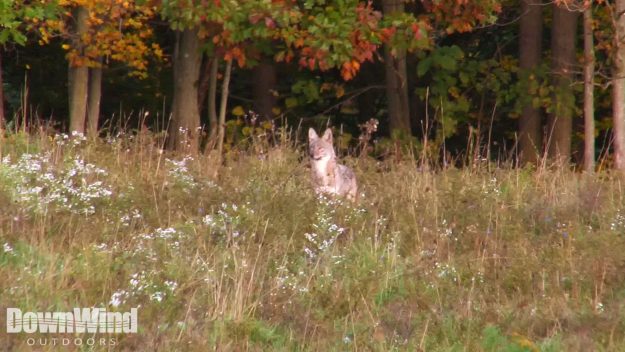 Coyote Hunting Video