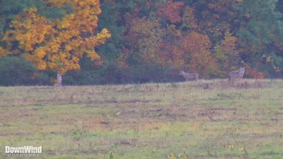 Coyote Hunting Video