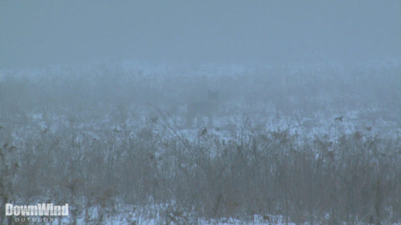 Coyote Hunting Video