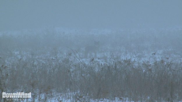 Coyote Hunting Video