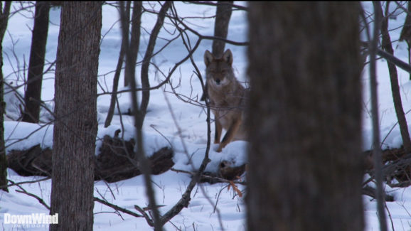 Coyote Hunting Video