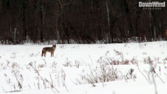 Coyote Hunting Video