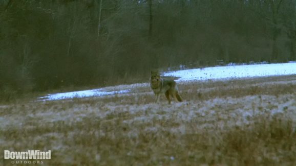 Coyote Hunting