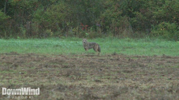 Coyote Hunting Video