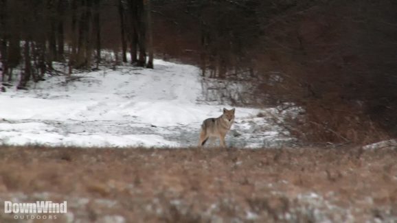 Coyote Hunting Video