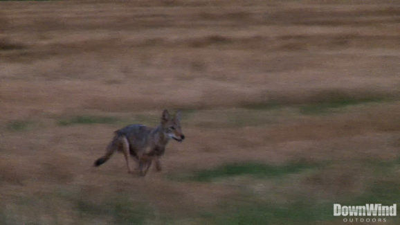 Coyote Hunting Video