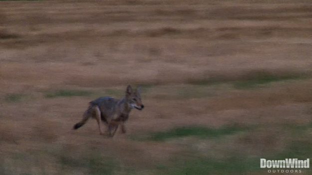 Coyote Hunting Video
